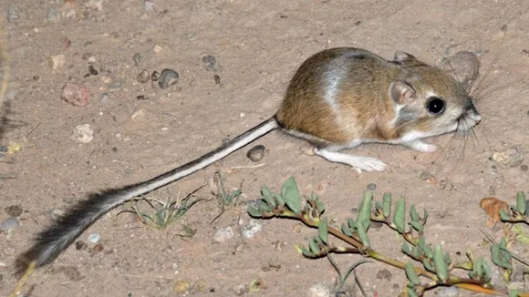 કાંગારુ ઉંદર (Kangaroo Rats) 