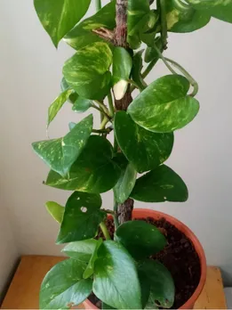 Money Plant Vastu Tips and Benfits in Gujarati