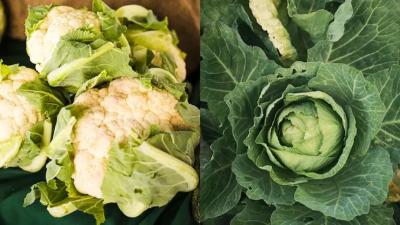 Monsoon Vegetable Safety Precautions | | ચોમાસા દરમિયાન શાકભાજી ઓછા ખાવા જોઈએ