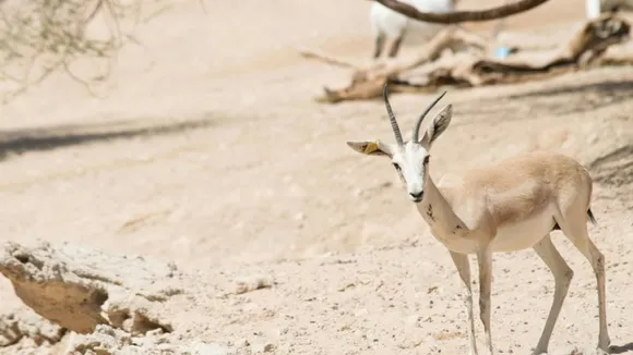 રેતીના હરણ (Sand Gazelles )