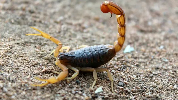 વીંછી (Scorpions)