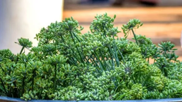 Health News Gujarati