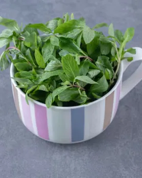 Tulsi | ચોમાસા માટે રોગપ્રતિકારક શક્તિ વધારનારા પીણાં