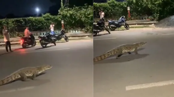 crocodile seen, Vadodara