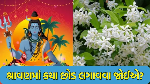 shravan Lucky Plants 2025