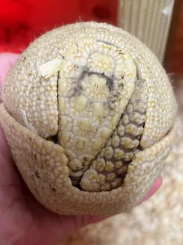 10 facts about armadillos, viral news