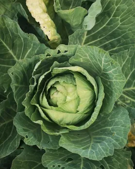 ચોમાસા દરમિયાન ટાળવા જેવી શાકભાજી | cabbage |