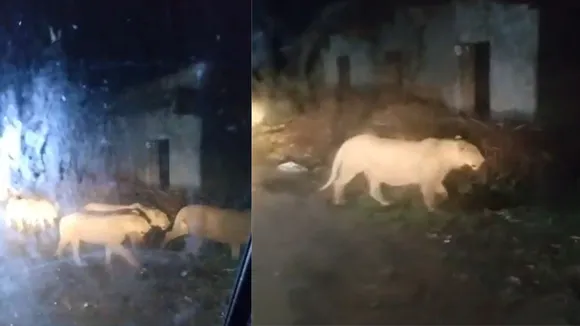 family of lions on the road