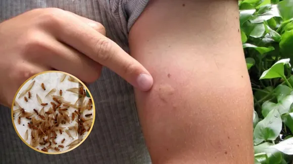 insect infestation in rain