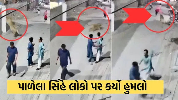 pet lion, સિંહ, સિંહનો હુમલો