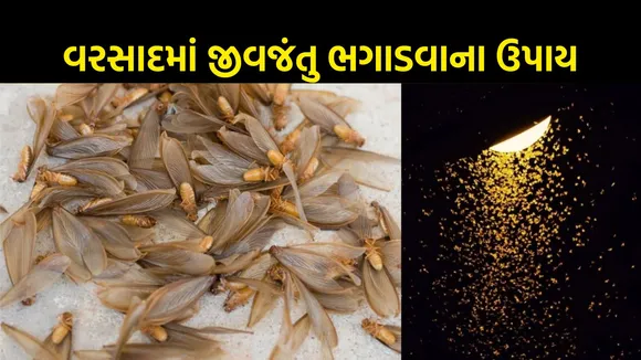 rainy Insects rid tips | Insects rid tips in monsoon | monsoon home care tips
