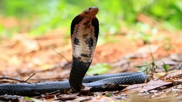 Snake habits, snake eating habits