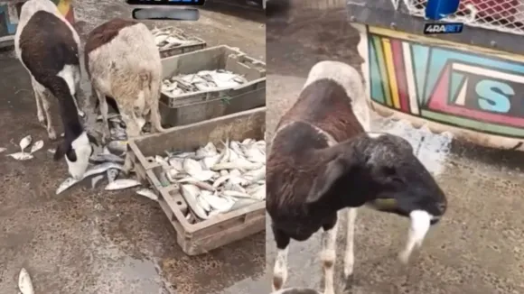 Goat Viral Video, Goat Video,