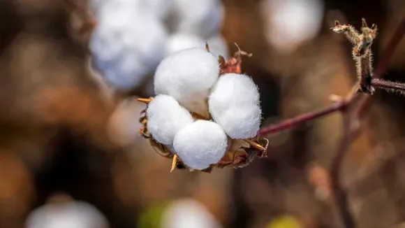 modi government Import Duty on Cotton