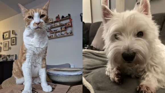 Diabetes Symptoms, Insulin, Diabetes disease