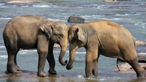 આંતરરાષ્ટ્રીય હાથી દિવસ 2025 | હાથીઓનું રક્ષણ | હાથીની હકીકતો