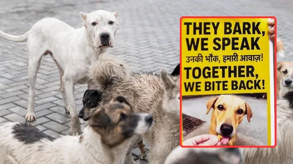 Stray Dogs Delhi News | Supreme Court Judgement ON Stray Dogs | Delhi Stray Dogs | Stray Dogs