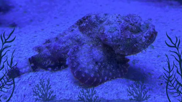 deadly marine animals