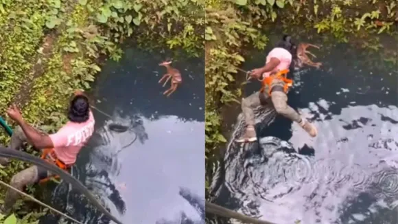 Trending Video, deer Viral Instagram Reels