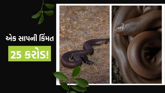 red sand boa protection