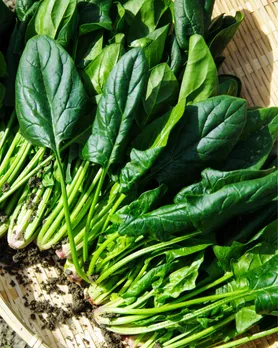 દાંત ઘસારાના કારણો અને સારવાર