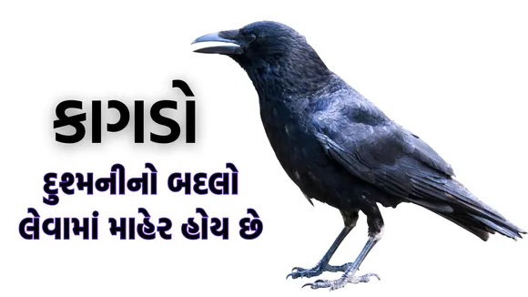 crow intelligence, crow memory