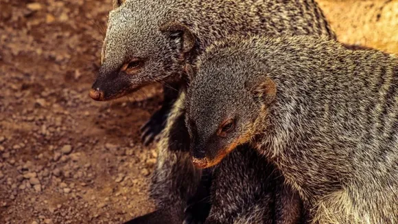 Snakes Mongooses Fight