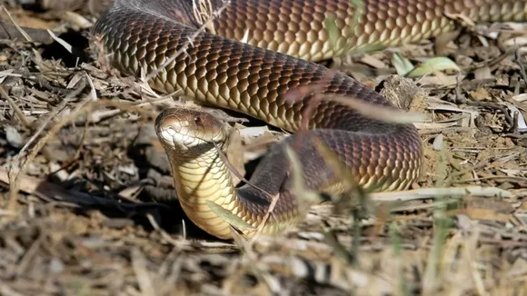 Snakes Mongooses Fight