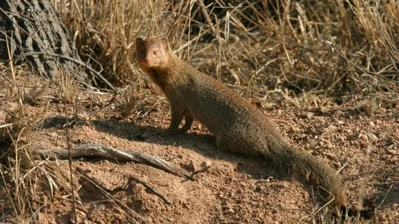 Snakes Mongooses Fight