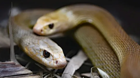 Snakes Mongooses Fight