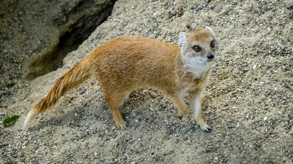 Snakes Mongooses Fight