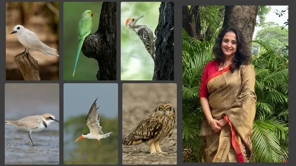 All information about bird feathers