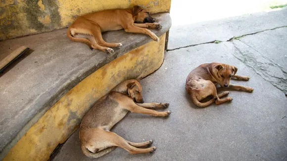 Stray Dog Attack | Stray Dog | Dog Attack