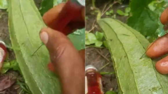 Vegetables Injected Virat Video | viral video