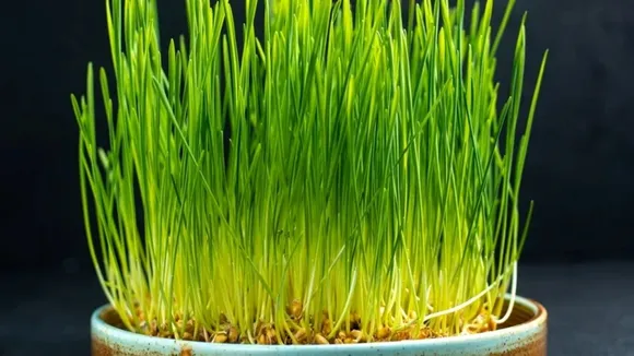 barley aka jau after navratri