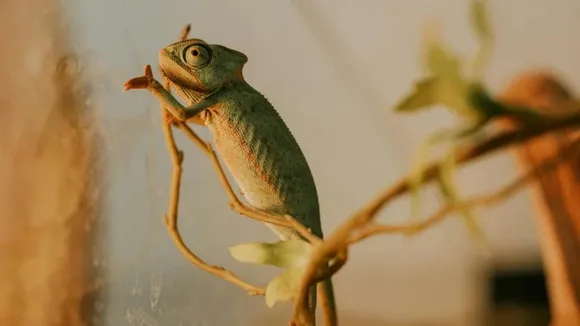 chameleon biology and color change