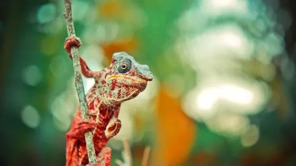why chameleons turn black in sunlight
