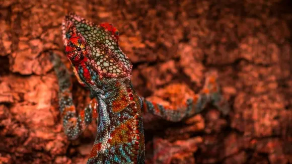 how chameleons use color to hunt
