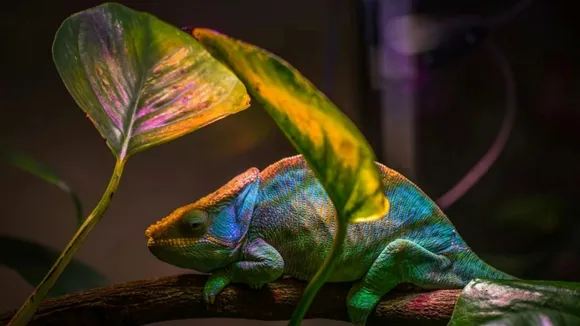 science behind chameleon color change