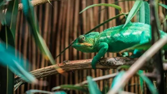 chameleon survival adaptatio