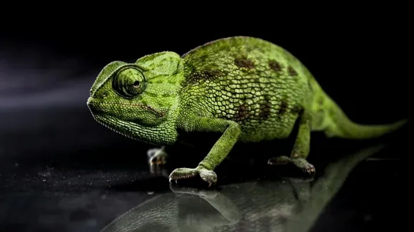 chameleon skin nanocrystals, interesting facts about chameleons