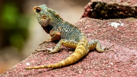 color change in chameleons explained