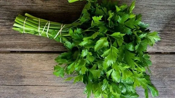 coriander leaves dhaniya