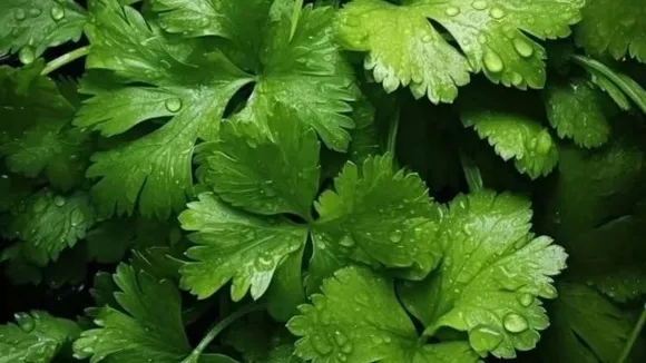 coriander leaves dhaniya