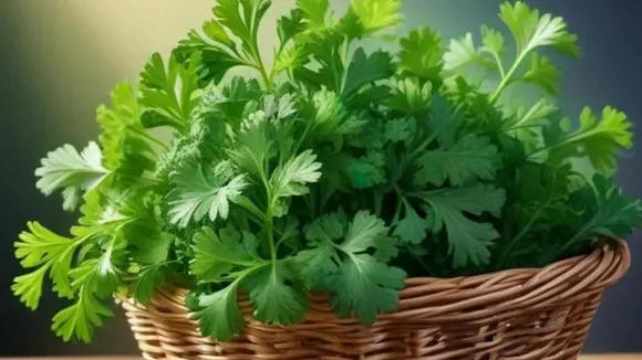 coriander leaves dhaniya