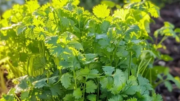 coriander leaves dhaniya