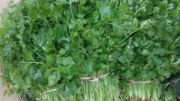 coriander leaves dhaniya
