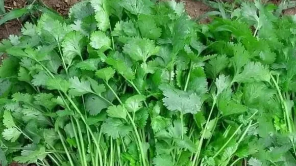 coriander leaves dhaniya
