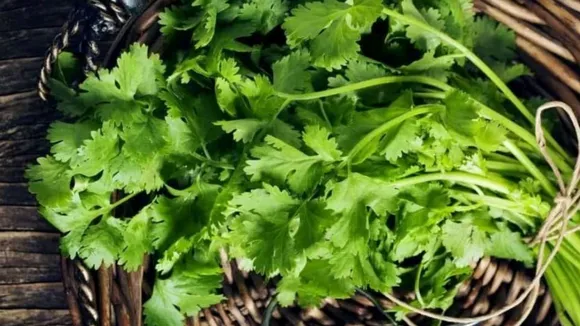 coriander leaves dhaniya