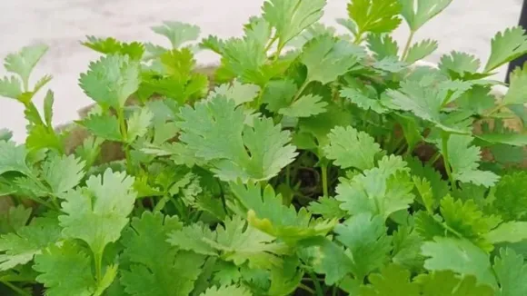 coriander leaves dhaniya